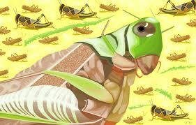 Locusts (Exodus 10:1-20)
