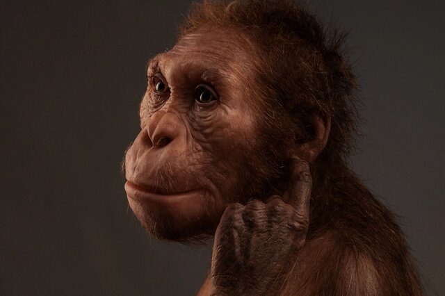 Australopithecus