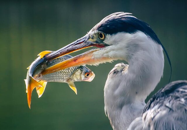 Afectación Aves Marinas