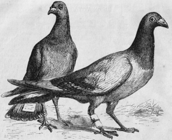 Голубиная почта