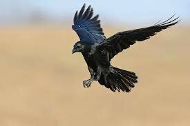 Elijah at the ravens