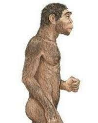 HOMO ERECTUS