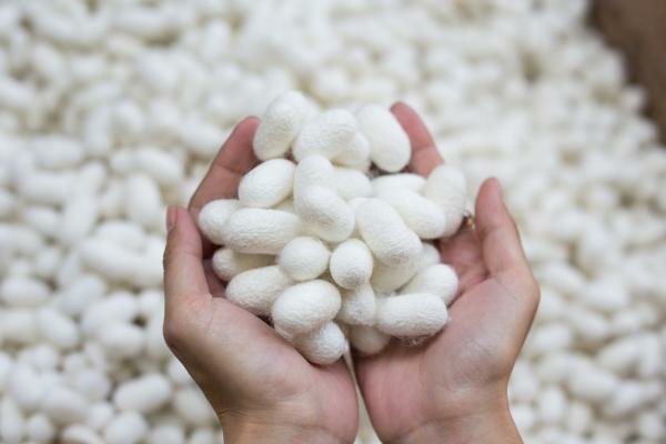 Invents i descobriments: La seda