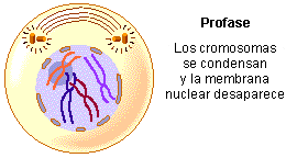 Profase