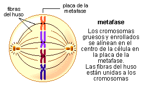 Metafase