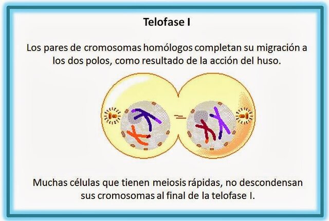 Telofase I