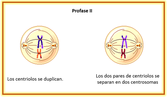 Profase II