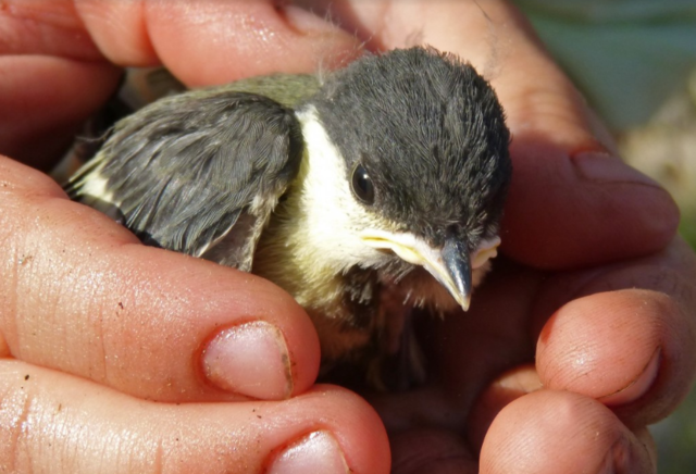 EDD : la diminution des oiseaux communs du Lot [ La Dépêche et La vie quercynoise]