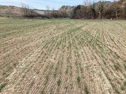 Naixement de la agricutura