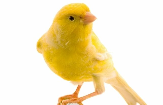 Em  regalen una mascota