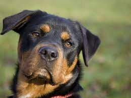 Es mor el gos de la meva mara