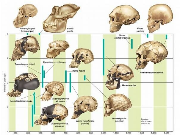 APARICIÓ DE L'ÉSSER HUMÀ
