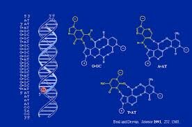 Descobriment de l’estructura del DNA