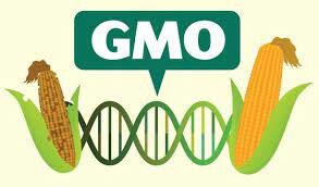 The first GMO was invented