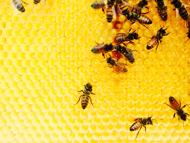 Abella malla em va picar