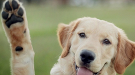 Timeline: línea de tiempo con los principales hitos de la historia de Internet