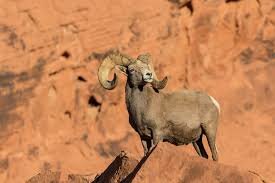 Bighorn sheep