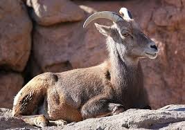 Bighorn sheep make a comeback