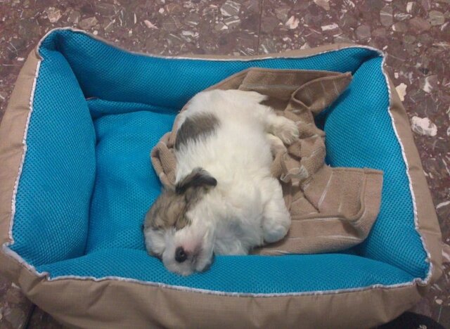 La meva primera mascota