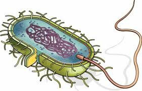 Apareix la primera cèl·lula eucariota