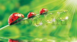 Timeline: Ünnepeink