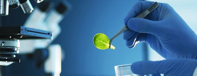 Biotecnología para mejorar el rendimiento de los cultivos