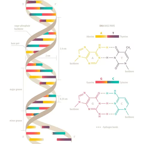 Double-Helix DNA