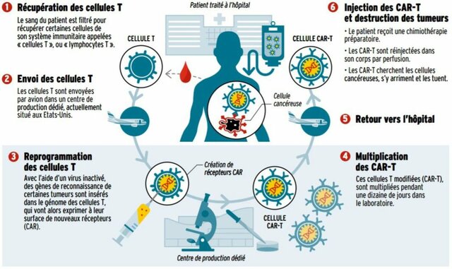 Découverte d'une thérapie génique contre le Cancer