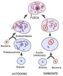 Aparició de la primera cèl·lula eucariota