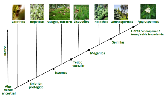 Aparició de les plantes terrestres
