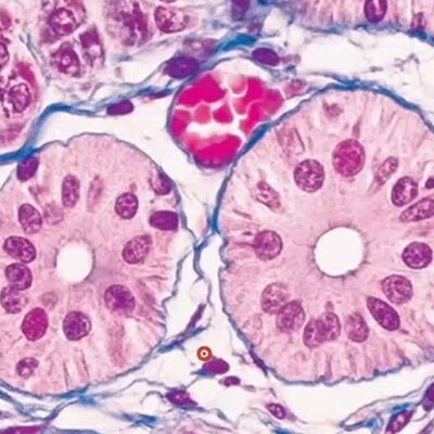 Timeline: HISTORIA DE LA HISTOLOGÍA