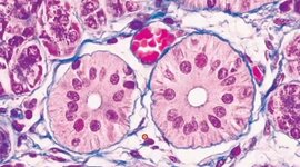 Timeline: HISTORIA DE LA HISTOLOGÍA