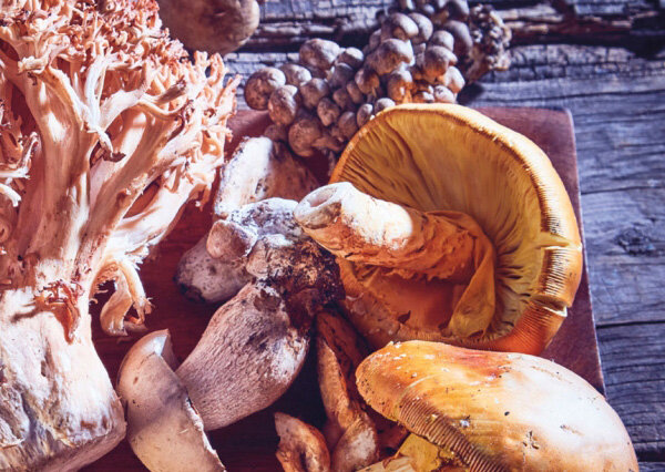 Los Hongos en México