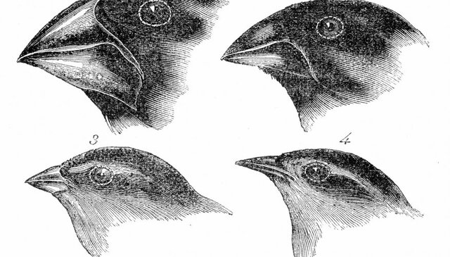 Theory of natural selection