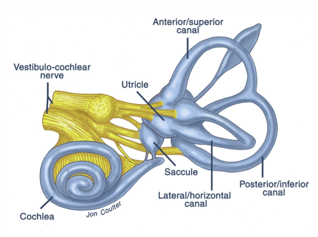 Inner Ear Balance