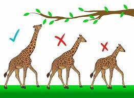 Darwin Published "On the Origin of Species" (Continued)