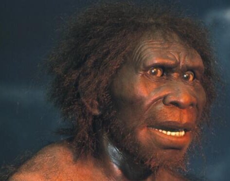Homo Erectus...