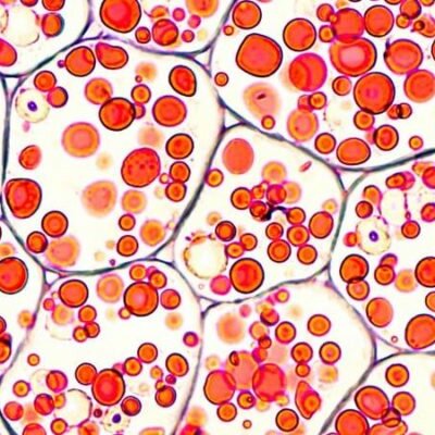 Timeline: Teoria Celular