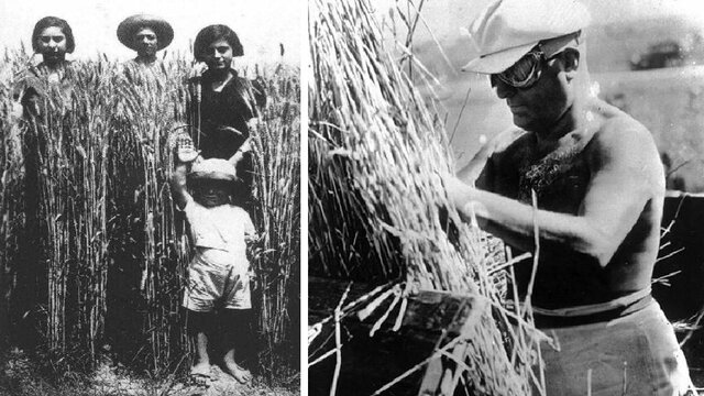 Battle for Grain (all)