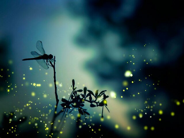 DESCRIPCIÓN EFECTO ANESTÉSICO EN LUCIFERASA