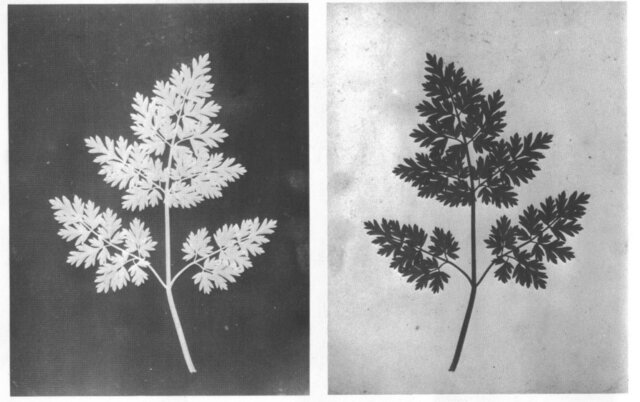William Henry Fox Talbot Calotipia Primer Negativo (1800 - 1877)