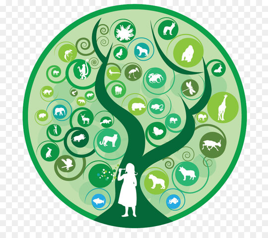 Convenio sobre la Diversidad Biológica.