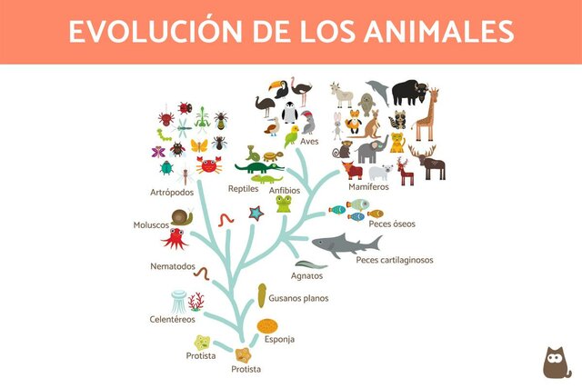 Evolución de los animales