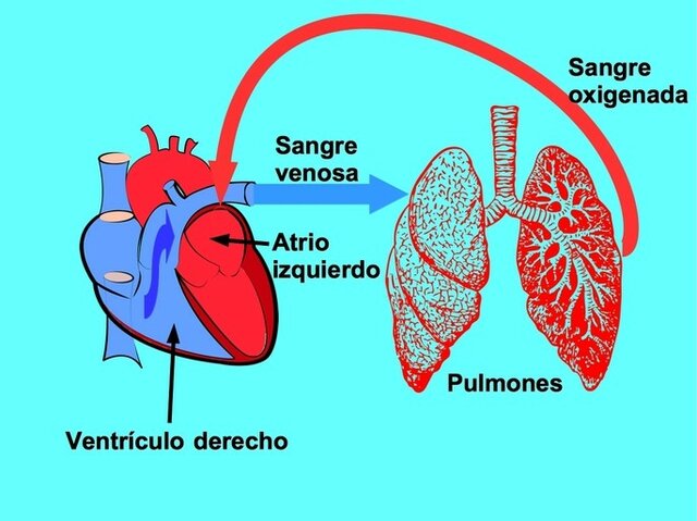 Circulación menor de la sangre