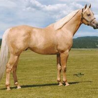 Timeline: Per que s'han utilitzat els cavalls al llarg del temps?