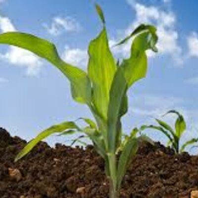 Timeline: AGEC Farm Bills