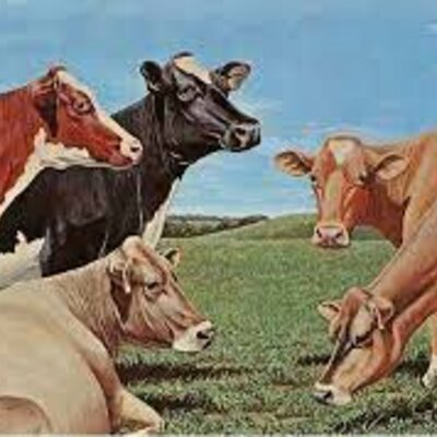 Timeline: Impactos Comportamentales que tienen los Animales al ser transportados para el sacrificio.