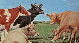 Timeline: Impactos Comportamentales que tienen los Animales al ser transportados para el sacrificio.