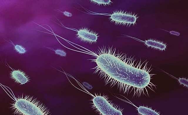 Vida unicelular: Células Procariotas