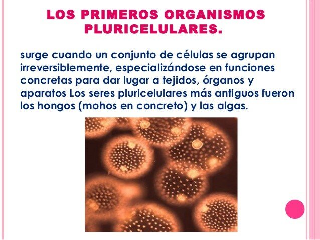 Primeros organimos pluricelulares